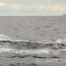 whale_humpback_sb_h_2957_dom3022.jpg